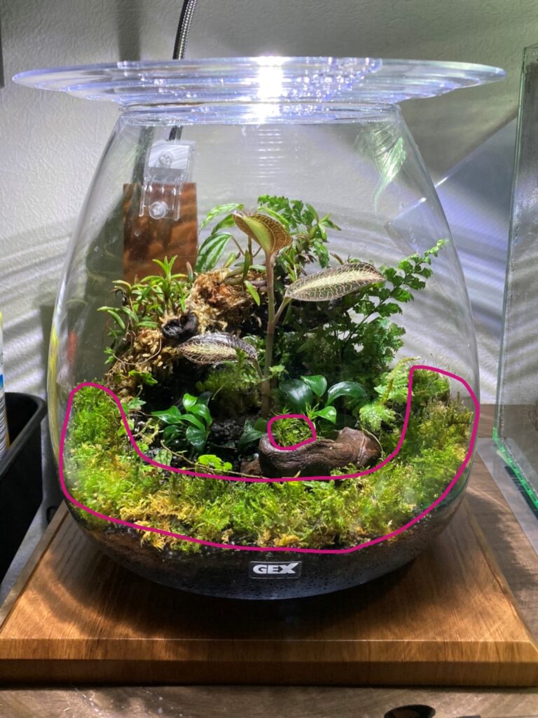 通販で購入】パルダリウムにお勧め植物 | 360日後に同棲するカップルブログ