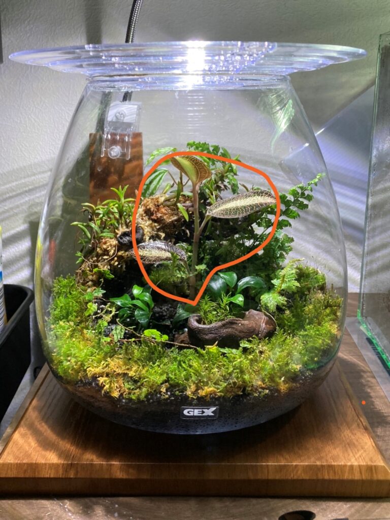 通販で購入】パルダリウムにお勧め植物 | 360日後に同棲するカップルブログ